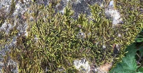 It's not the best low-light shooter - just like the iPhone 6S - but out and about, the SE produces some lovely pictures, marred only by the lack of image stabilisation.