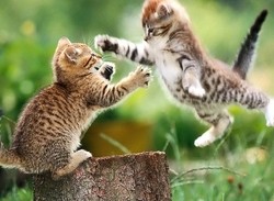 Spec analysis: Durango vs. Orbis