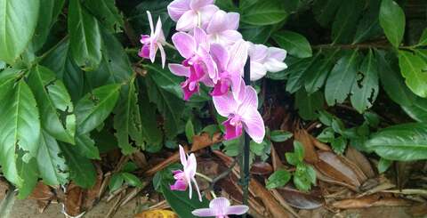 Camera quality on the iPad mini is reasonably both indoors and out and while low light performance is OK, the lack of LED flash is an annoyance. The iPad mini is pretty much feature-complete as an iOS device, but the panorama and HDR photography options are absent.