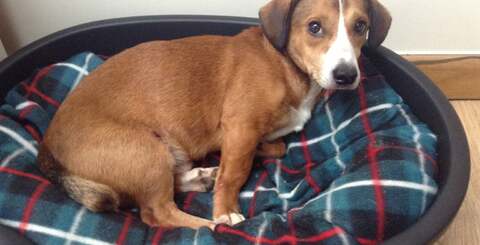 Camera quality on the iPad mini is reasonably both indoors and out and while low light performance is OK, the lack of LED flash is an annoyance. The iPad mini is pretty much feature-complete as an iOS device, but the panorama and HDR photography options are absent.