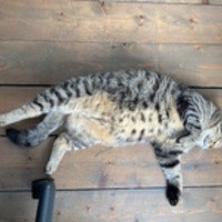 GusTheFatCat