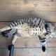 GusTheFatCat