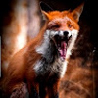 TheFellowFox