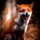 TheFellowFox